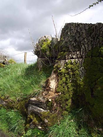 Ash Tree stump